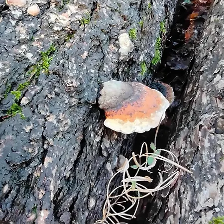 Hochwald Bad Sachsa