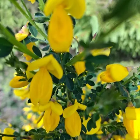 Hochwald باد ساخسا